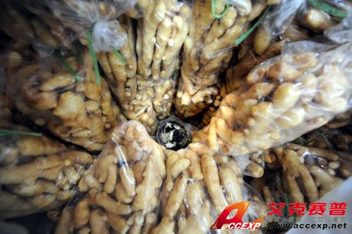 湖北宜昌硫磺毒生姜現場圖片